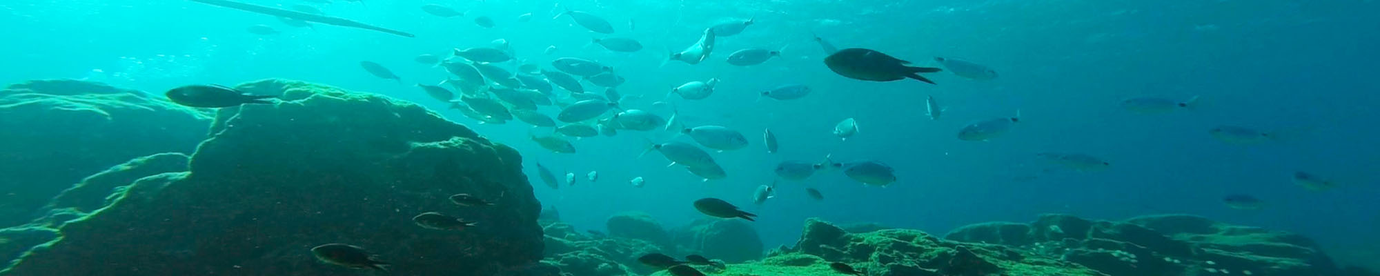 privater tauchlehrer,tauchen lernen nrw,tauchen in wuppertal