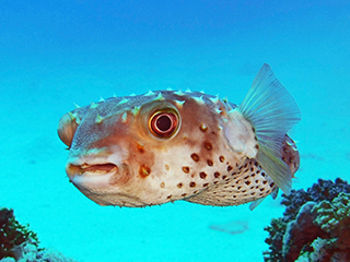 tauchreise El Gouna Ägypten